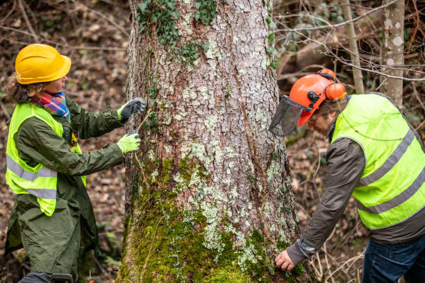 How Our Tree Care Process Works  in  Bath, ME