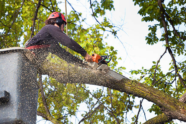 Trusted Bath, ME Tree Care Experts