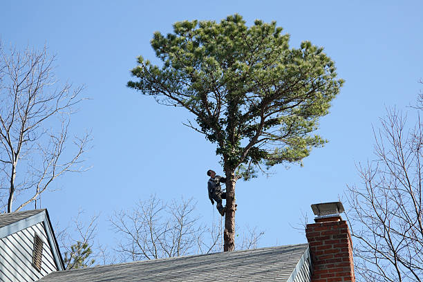 Best Stump Grinding and Removal  in Bath, ME